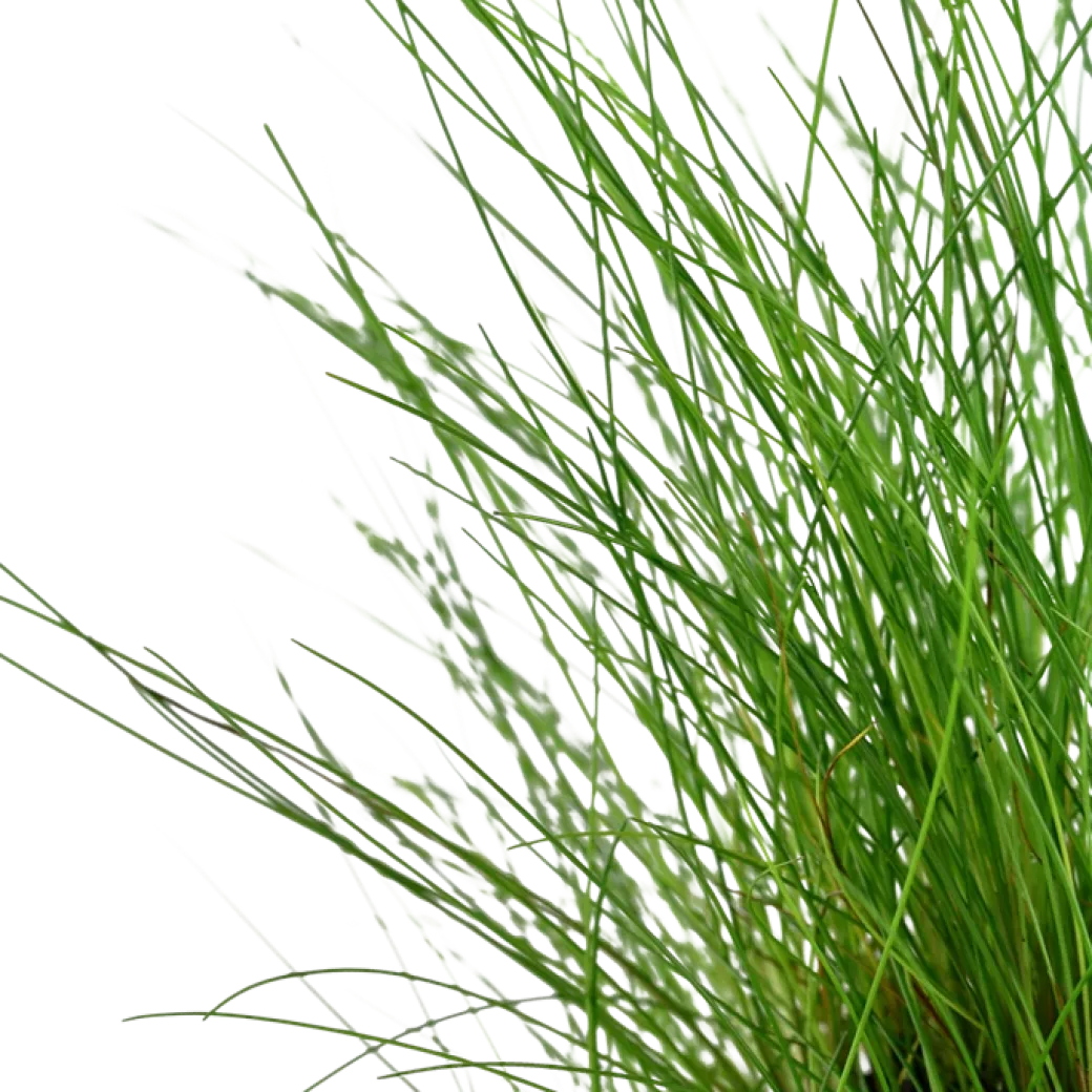 Tropica Akvarieplante ipotte Eleocharis parvula