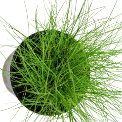 Tropica Akvarieplante ipotte Eleocharis parvula