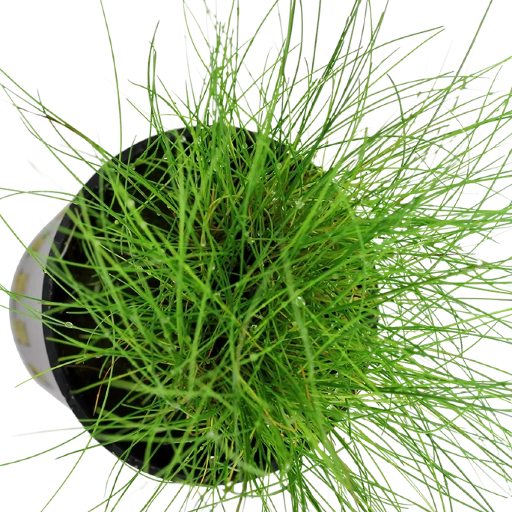 Tropica Akvarieplante ipotte Eleocharis parvula