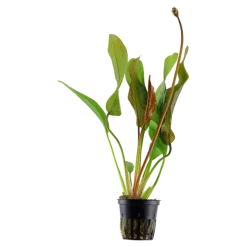 Tropica Akvarieplante i potte Echinodorus Red Diamond