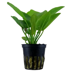Tropica Akvarieplante i potte Echinodorus Aquartica