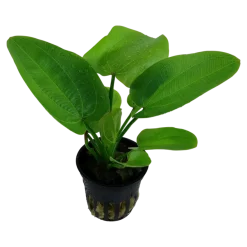 Tropica Akvarieplante i potte Echinodorus Aquartica