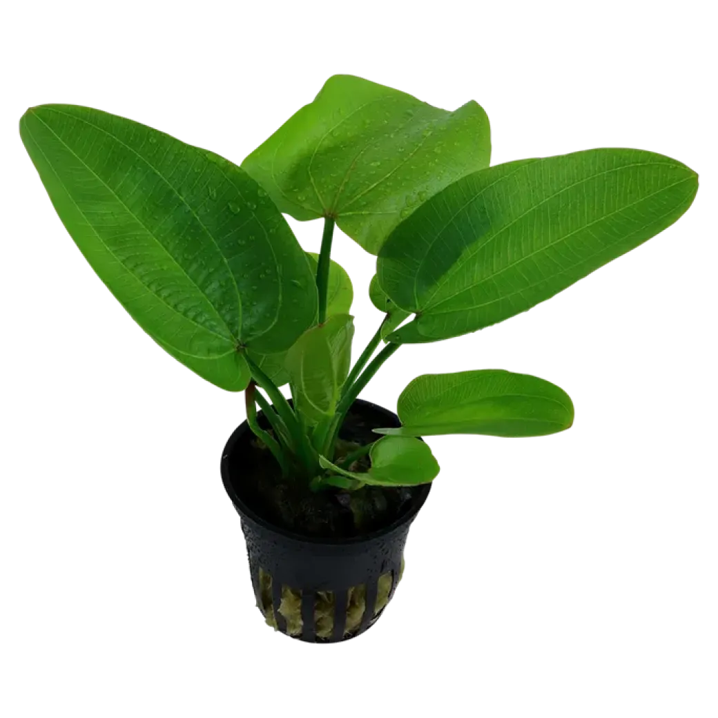 Tropica Akvarieplante i potte Echinodorus Aquartica