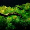 Tropica Akvarieplante i potte Myriophyllum mattogrossense