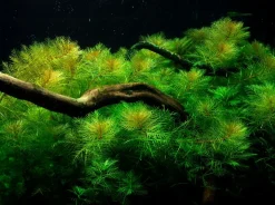 Tropica Akvarieplante i potte Myriophyllum mattogrossense