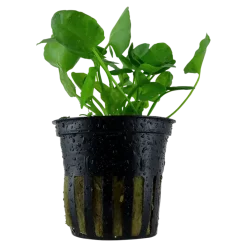 Tropica Akvarieplante i potte Nymphoides hydrophylla Taiwan