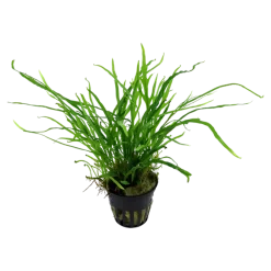 Tropica Akvarieplante i potte Microsorum pteropus Trident