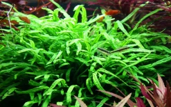 Tropica Akvarieplante i potte Microsorum pteropus Trident