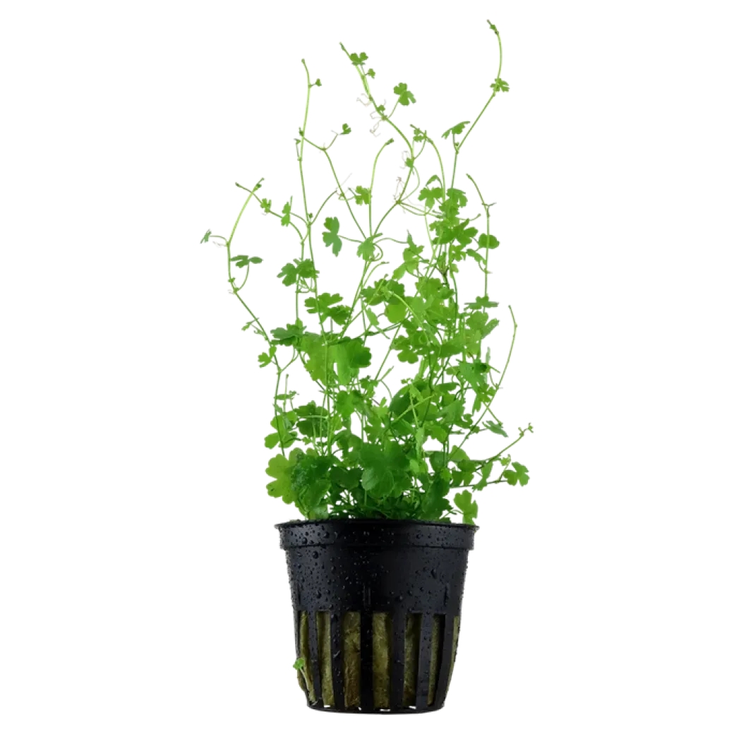 Tropica Akvarieplante i potte Hydrocotyle tripartita
