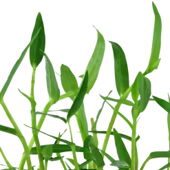 Tropica Akvarieplante i potte Murdannia keisak