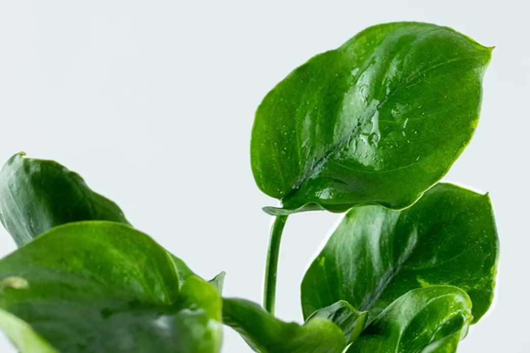 Tropica Akvarieplante i potte Anubias barteri Coin Leaf