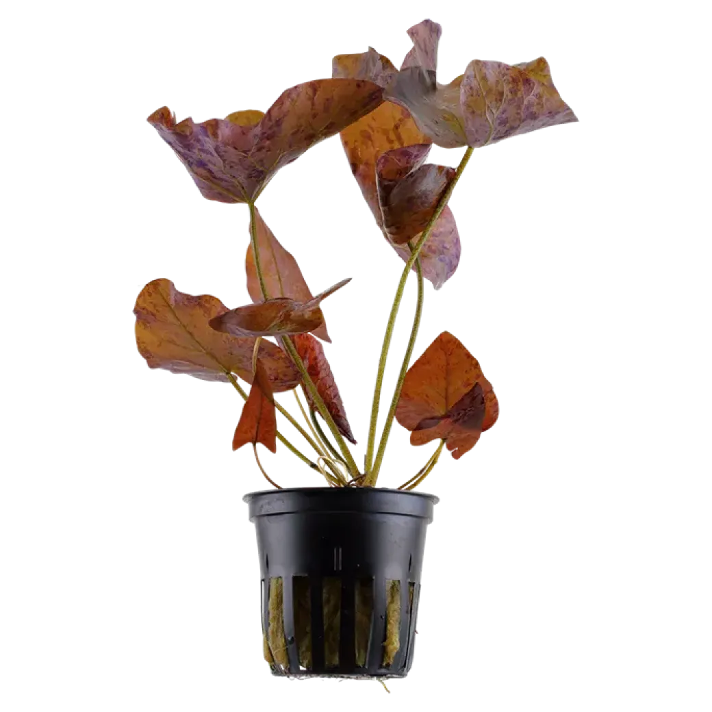Tropica Alvarieplante i potte Nymphaea lotus zenkeri