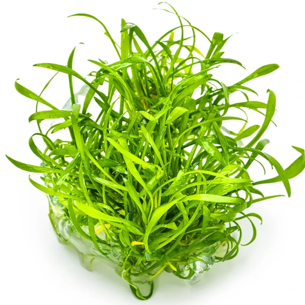 Tropica Cryptocoryne parva 1-2-GROW