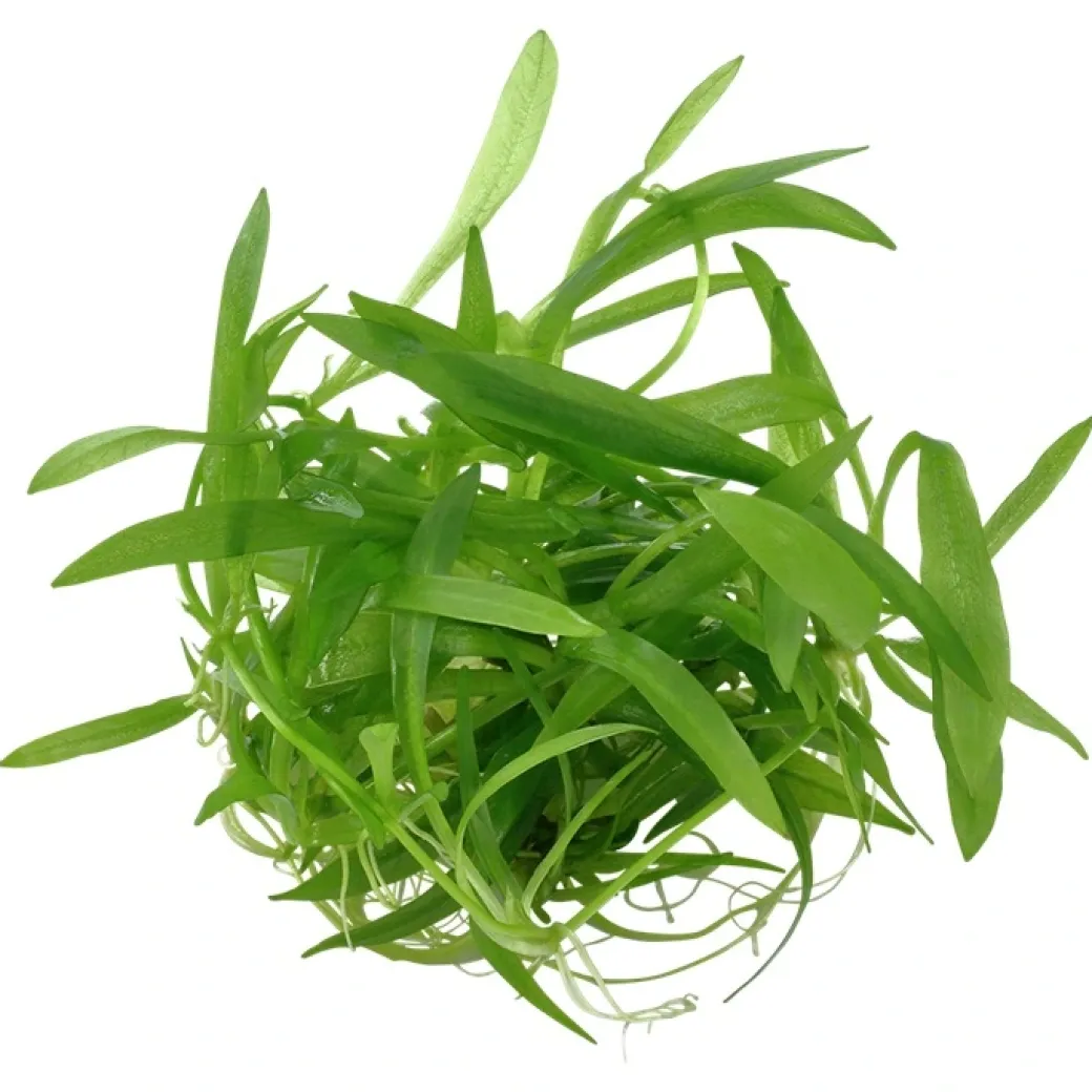 Tropica Helanthium Quadricostatus 1-2-GROW