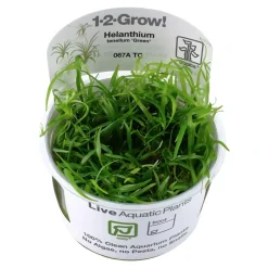 Tropica Helanthium tenellum Green 1-2-GROW