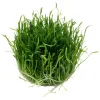 Tropica Lilaeopsis brasiliensis 1-2-GROW