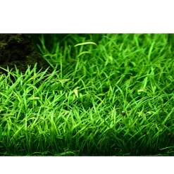 Tropica Lilaeopsis brasiliensis 1-2-GROW