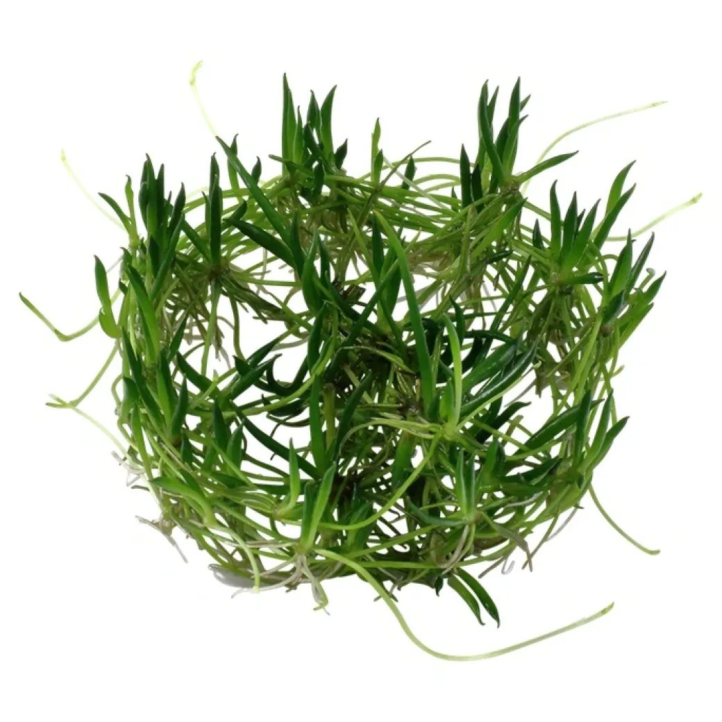 Tropica Littorella uniflora 1-2-GROW x 3