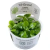 Tropica Lobelia cardinalis Mini 1-2-Grow