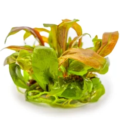 Tropica Lysimachia parvifolia Red 1-2-Grow