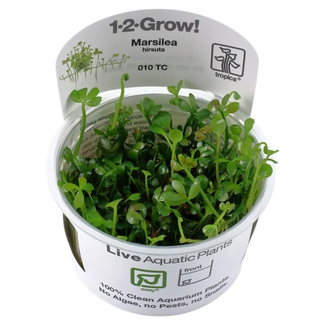 Tropica Marsilea hirsuta 1-2-GROW x 3