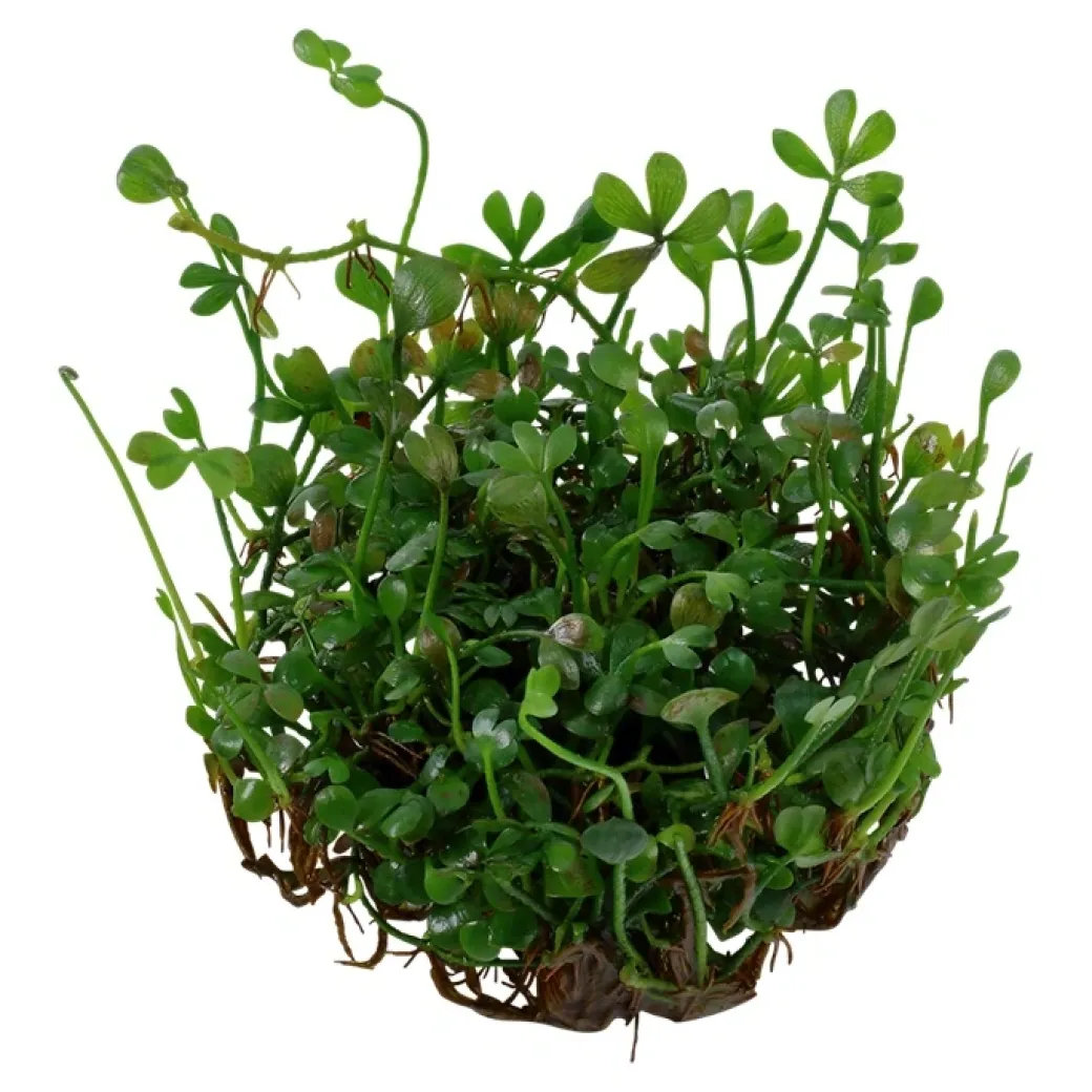 Tropica Marsilea minuta 1-2-GROW x 3
