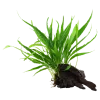 Tropica Microsorum Pteropus XS på trærod