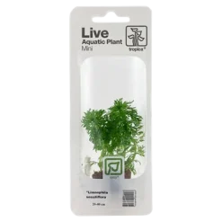 Tropica MiniPot Limnophila sessiliflora