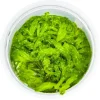 Tropica Monosolenium tenerum 1-2-GROW