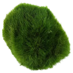 Tropica Moskugler (Aegagrophila linnaei)