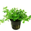 Tropica PCS Pot Bacopa Compact x 3