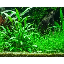 Tropica PCS Pot Cryptocoryne x willisii x 3