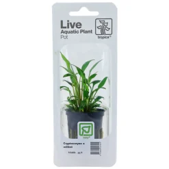 Tropica PCS Pot Cryptocoryne x willisii x 3