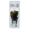 Tropica PCS Pot Echinodorus Reni x 3