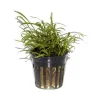 Tropica PCS Pot Lilaeopsis brasiliensis x 3