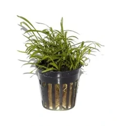 Tropica PCS Pot Lilaeopsis brasiliensis x 3