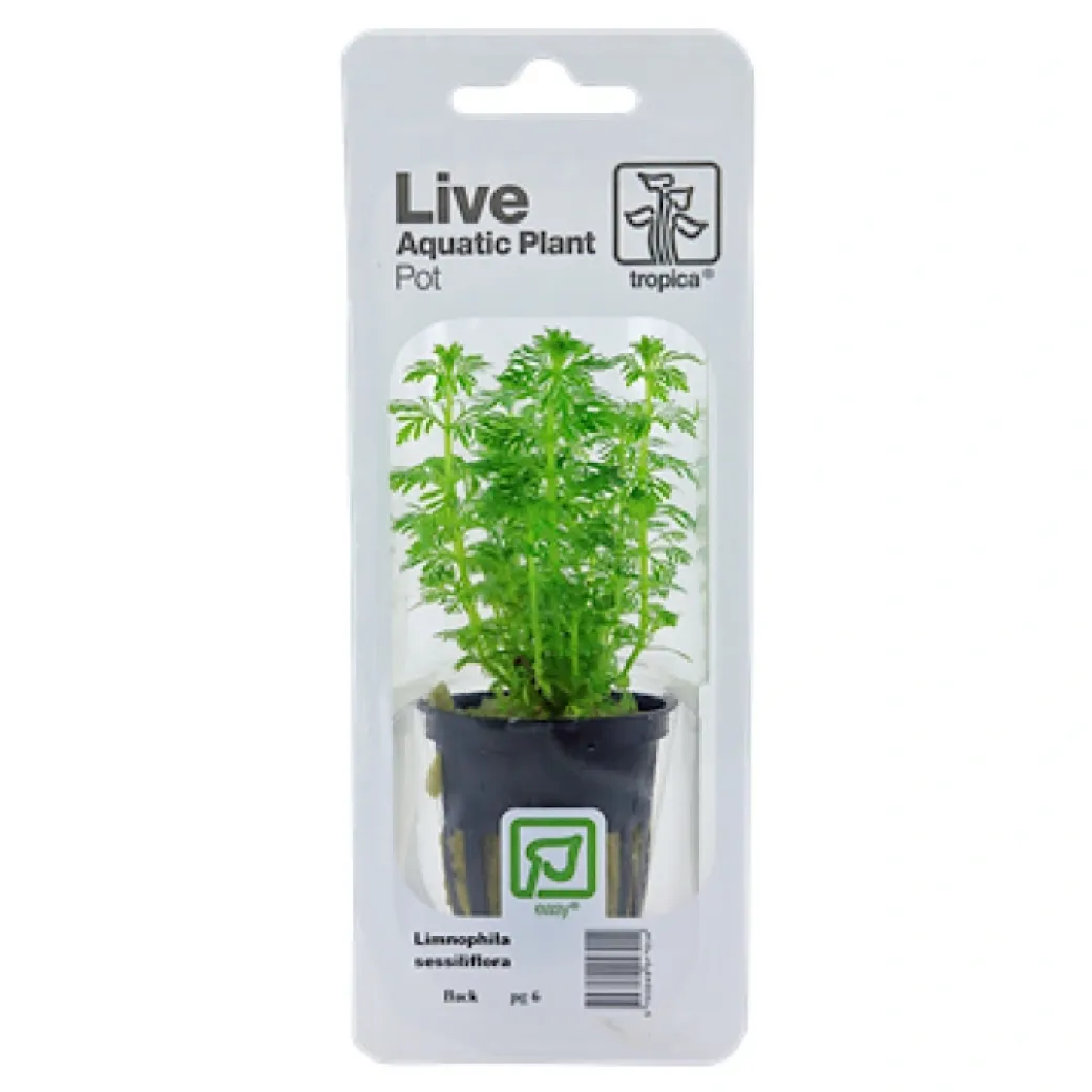 Tropica PCS Pot Limnophila sessiliflora x 3