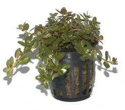 Tropica PCS Pot Rotala rotundifolia x 3