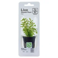 Tropica PCS Pot Rotala rotundifolia x 3