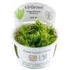 Tropica Pogostemon deccanensis 1-2-GROW x 3