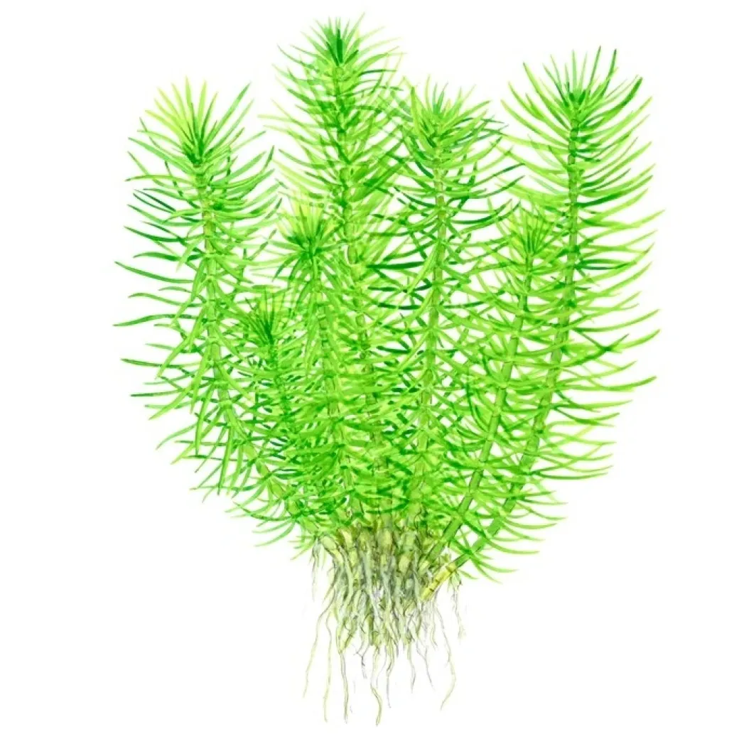 Tropica Pogostemon deccanensis 1-2-GROW x 3