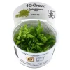 Tropica Pogostemon Helferi 1-2-GROW