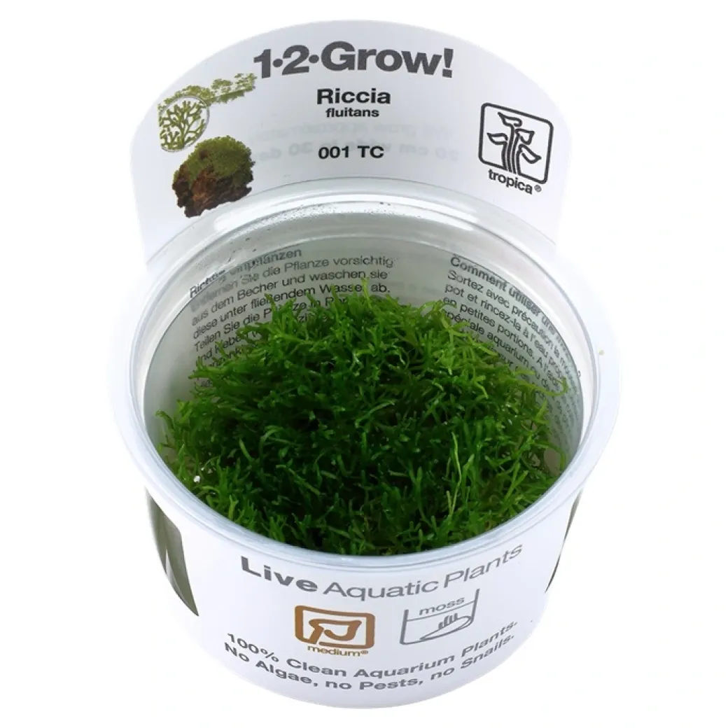 Tropica Riccia fluitans 1-2-GROW