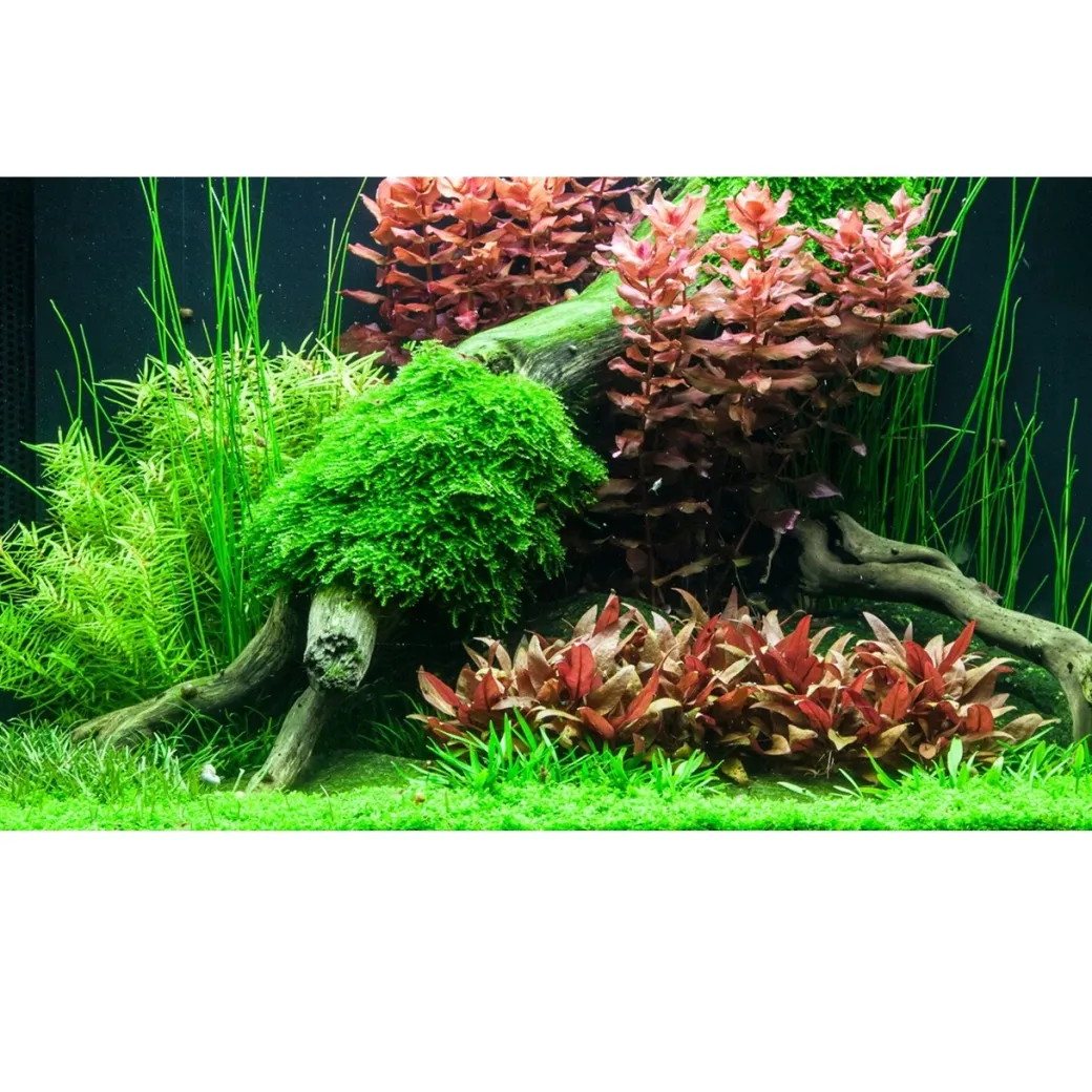 Tropica Rotala macrandra Japan 1-2-GROW x 3