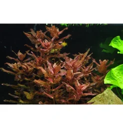 Tropica Rotala macrandra Japan 1-2-GROW x 3
