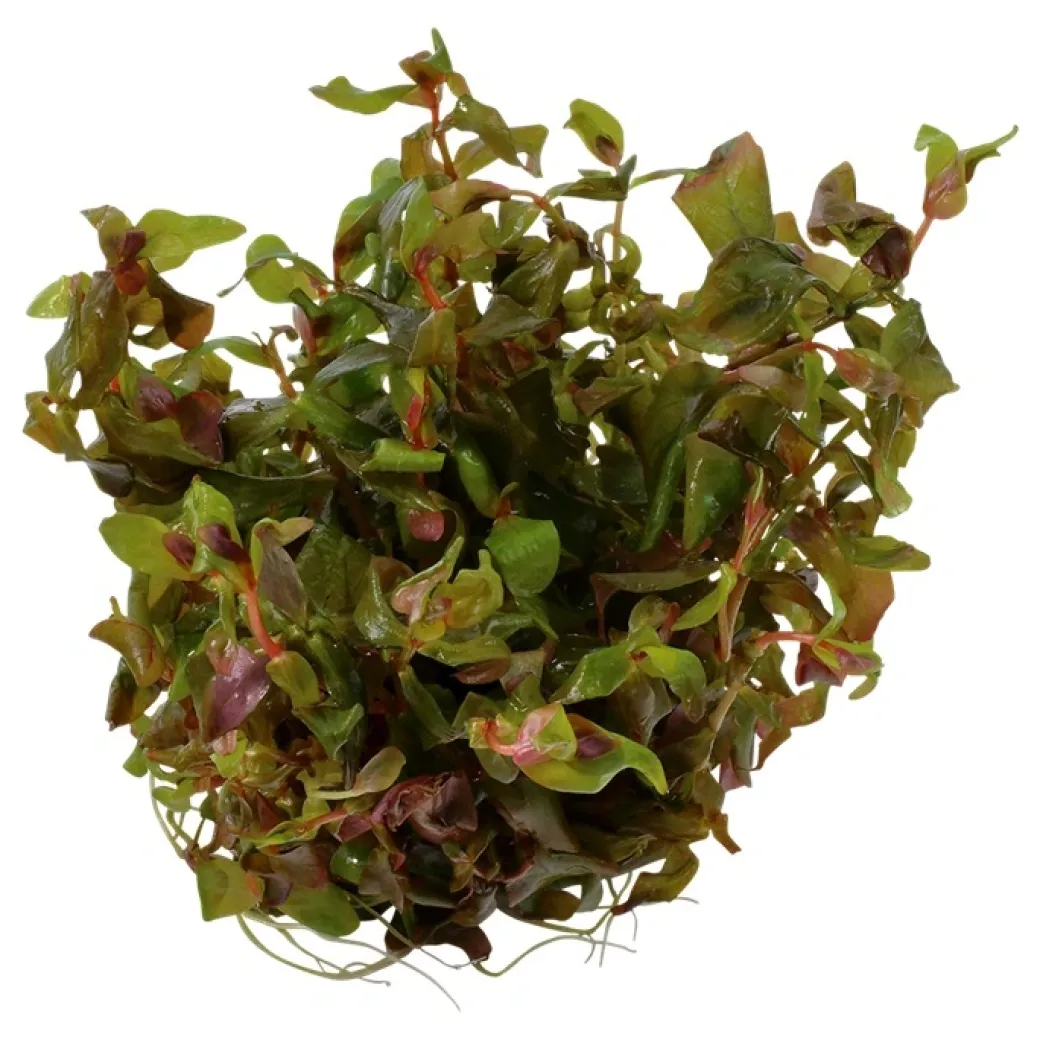 Tropica Rotala macrandra Japan 1-2-GROW x 3