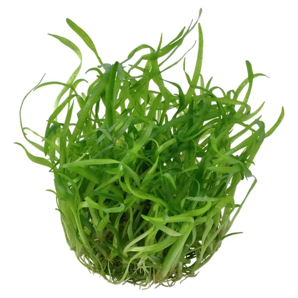 Tropica Sagittaria subulata 1-2-GROW