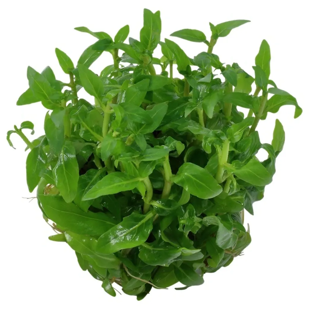 Tropica Staurogyne repens 1-2-GROW