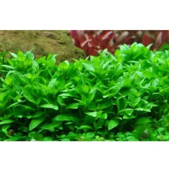 Tropica Staurogyne repens 1-2-GROW