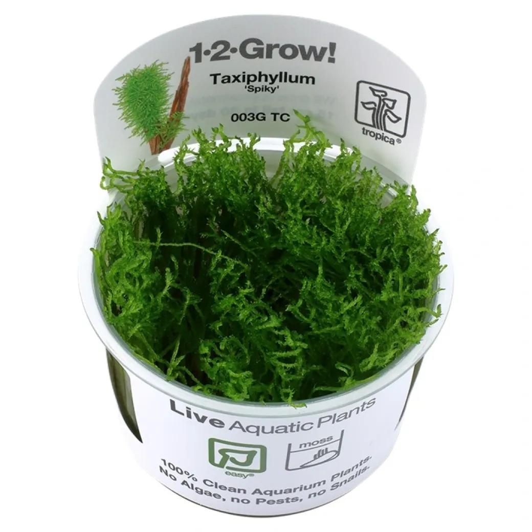 Tropica Taxiphyllum Spiky 1-2-GROW